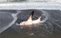 Χανιά: Καρχαρίας 3 μέτρα «βγήκε» στην παραλία του Πλατανιά  Πηγή: Χανιά: Καρχαρίας 3 μέτρα «βγήκε» στην παραλία του Πλατανιά