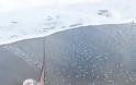 Χανιά: Καρχαρίας 3 μέτρα «βγήκε» στην παραλία του Πλατανιά  Πηγή: Χανιά: Καρχαρίας 3 μέτρα «βγήκε» στην παραλία του Πλατανιά - Φωτογραφία 5