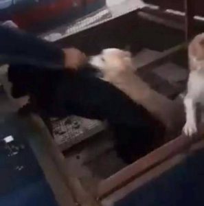 Αχαΐα: Δεμένα και κλεισμένα μέσα σε καρότσα τρία σκυλάκια - Καταγγελία κακοποίησης - Φωτογραφία 3