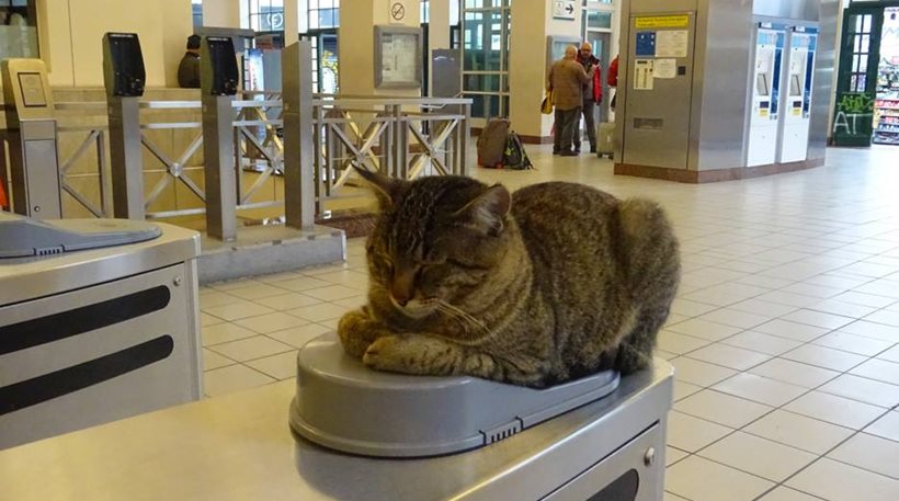 Viral στα social media ο γάτος στις μπάρες του Μετρό στο Μοναστηράκι - Φωτογραφία 1