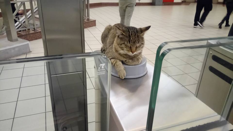 Viral στα social media ο γάτος στις μπάρες του Μετρό στο Μοναστηράκι - Φωτογραφία 2