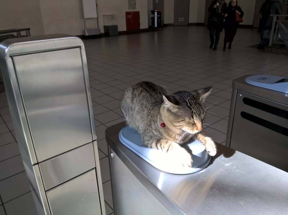 Viral στα social media ο γάτος στις μπάρες του Μετρό στο Μοναστηράκι - Φωτογραφία 3