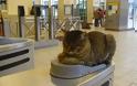 Viral στα social media ο γάτος στις μπάρες του Μετρό στο Μοναστηράκι