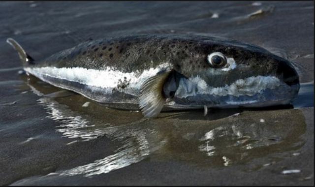 Έκτακτο: Το επικίνδυνο τοξικό ψάρι «λαγοκέφαλος» εμφανίστηκε στα νερά του Μαλιακού - Φωτογραφία 1