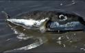Έκτακτο: Το επικίνδυνο τοξικό ψάρι «λαγοκέφαλος» εμφανίστηκε στα νερά του Μαλιακού