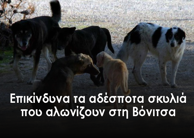 Μεγάλο το πρόβλημα με τα αδέσποτα σκυλιά στη ΒΟΝΙΤΣΑ - Φωτογραφία 1