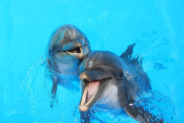 Έτσι επιλέγουν τα θηλυκά δελφίνια τον πατέρα των παιδιών τους! - Φωτογραφία 1