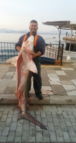 Γαλέος 60 κιλών ψαρεύτηκε στη ΒΟΝΙΤΣΑ (ΦΩΤΟ-ΒΙΝΤΕΟ) - Φωτογραφία 2
