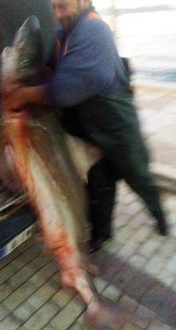 Γαλέος 60 κιλών ψαρεύτηκε στη ΒΟΝΙΤΣΑ (ΦΩΤΟ-ΒΙΝΤΕΟ) - Φωτογραφία 5