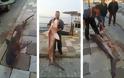 Γαλέος 60 κιλών ψαρεύτηκε στη ΒΟΝΙΤΣΑ (ΦΩΤΟ-ΒΙΝΤΕΟ) - Φωτογραφία 1