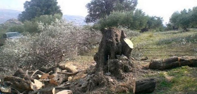 Δυτική Ελλάδα: Πήγε να μαζέψει τις ελιές και έλειπαν τα … δέντρα! Τα έκοψαν από τη ρίζα! (ΔΕΙΤΕ ΦΩΤΟ) - Φωτογραφία 1