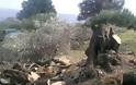 Δυτική Ελλάδα: Πήγε να μαζέψει τις ελιές και έλειπαν τα … δέντρα! Τα έκοψαν από τη ρίζα! (ΔΕΙΤΕ ΦΩΤΟ)