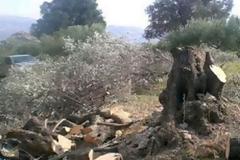 Δυτική Ελλάδα: Πήγε να μαζέψει τις ελιές και έλειπαν τα … δέντρα! Τα έκοψαν από τη ρίζα! (ΔΕΙΤΕ ΦΩΤΟ)