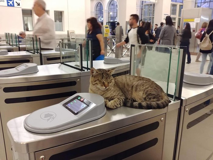 Ο γάτος - σεκιούριτι του σταθμού μετρό στο Μοναστηράκι [photos] - Φωτογραφία 3