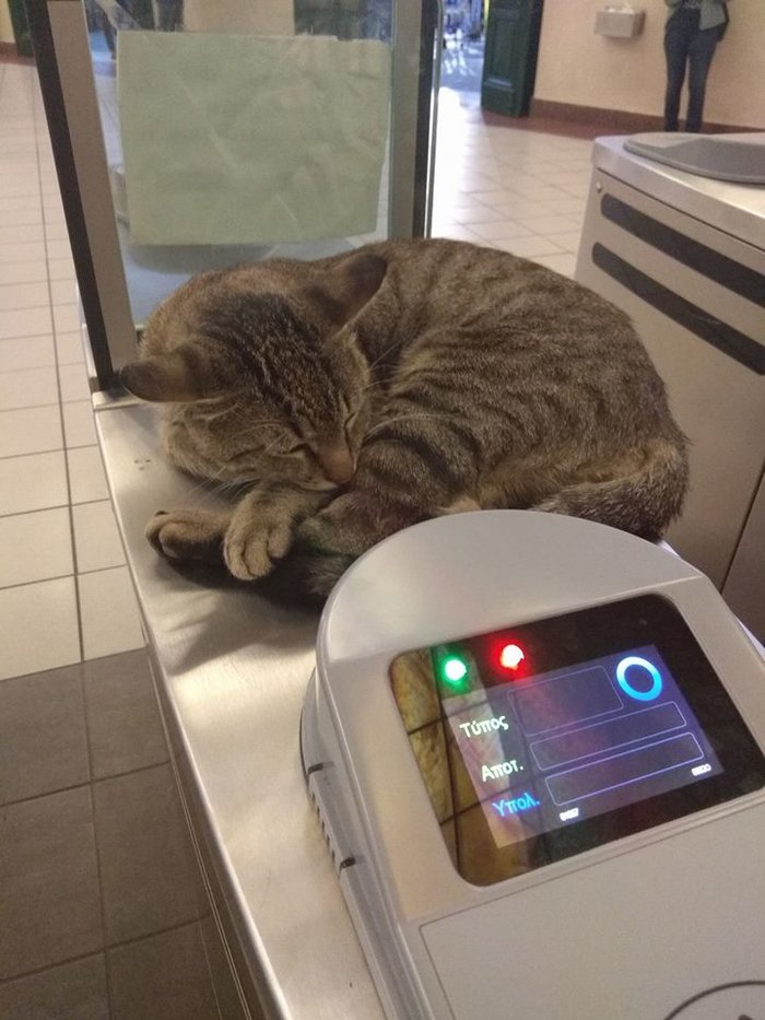 Ο γάτος - σεκιούριτι του σταθμού μετρό στο Μοναστηράκι [photos] - Φωτογραφία 4