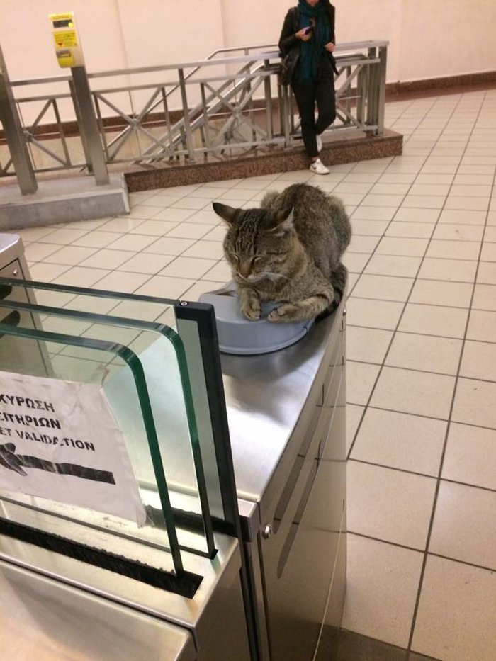 Ο γάτος - σεκιούριτι του σταθμού μετρό στο Μοναστηράκι [photos] - Φωτογραφία 6