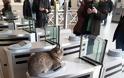 Ο γάτος - σεκιούριτι του σταθμού μετρό στο Μοναστηράκι [photos] - Φωτογραφία 2