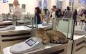 Ο γάτος - σεκιούριτι του σταθμού μετρό στο Μοναστηράκι [photos] - Φωτογραφία 3