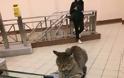 Ο γάτος - σεκιούριτι του σταθμού μετρό στο Μοναστηράκι [photos] - Φωτογραφία 6