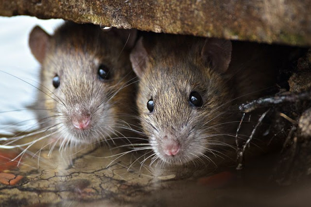Η εξέλιξη των ποντικών για να αντέξουν στη ζωή των μεγαλουπόλεων! - Φωτογραφία 1