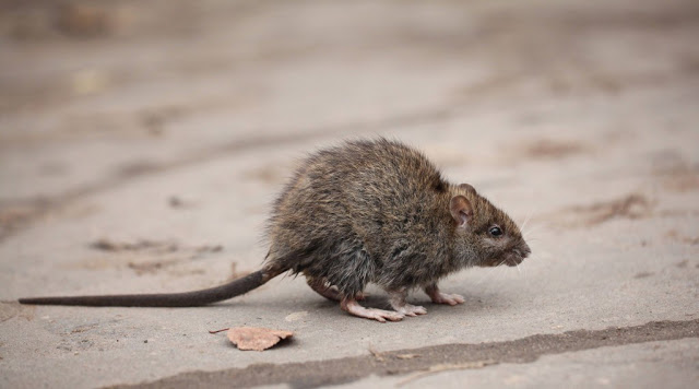 Η εξέλιξη των ποντικών για να αντέξουν στη ζωή των μεγαλουπόλεων! - Φωτογραφία 2