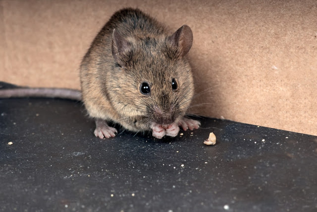 Η εξέλιξη των ποντικών για να αντέξουν στη ζωή των μεγαλουπόλεων! - Φωτογραφία 3