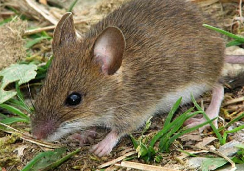 Η εξέλιξη των ποντικών για να αντέξουν στη ζωή των μεγαλουπόλεων! - Φωτογραφία 4