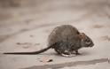 Η εξέλιξη των ποντικών για να αντέξουν στη ζωή των μεγαλουπόλεων! - Φωτογραφία 2