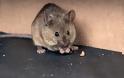 Η εξέλιξη των ποντικών για να αντέξουν στη ζωή των μεγαλουπόλεων! - Φωτογραφία 3