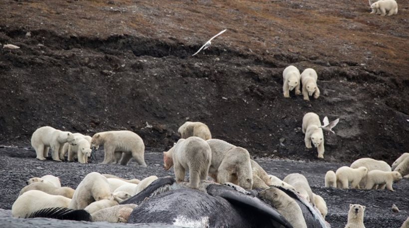 Μία εκπληκτική συγκυρία στο νησί Wrangel 200 πολικές αρκούδες - Φωτογραφία 1