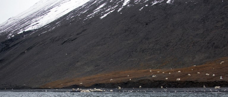 Μία εκπληκτική συγκυρία στο νησί Wrangel 200 πολικές αρκούδες - Φωτογραφία 2