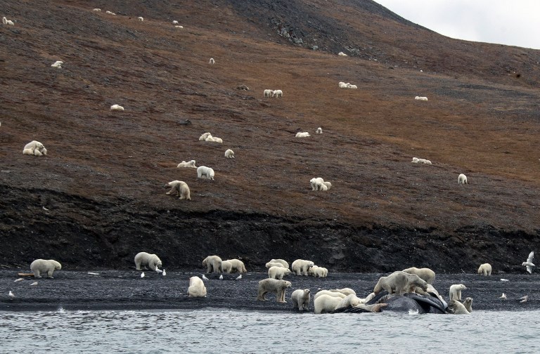 Μία εκπληκτική συγκυρία στο νησί Wrangel 200 πολικές αρκούδες - Φωτογραφία 3