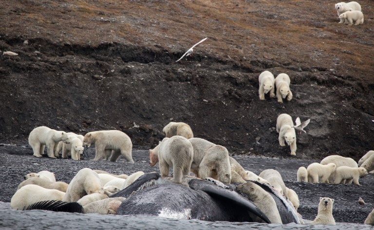 Μία εκπληκτική συγκυρία στο νησί Wrangel 200 πολικές αρκούδες - Φωτογραφία 4