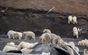 Μία εκπληκτική συγκυρία στο νησί Wrangel 200 πολικές αρκούδες