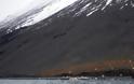 Μία εκπληκτική συγκυρία στο νησί Wrangel 200 πολικές αρκούδες - Φωτογραφία 2