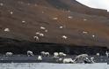 Μία εκπληκτική συγκυρία στο νησί Wrangel 200 πολικές αρκούδες - Φωτογραφία 3