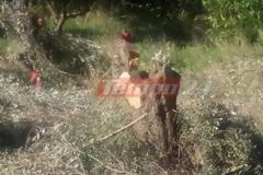 Πήγαν να μαζέψουν τις ελιές και έλειπαν τα δέντρα!