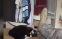 Πως ένα γατάκι έσωσε τη ζωή ενός στρατιώτη... [video] - Φωτογραφία 1