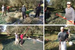 Μάζεμα Ελιάς στο κτήμα του ΠΑΝΑΓΙΩΤΗ ΝΤΕΛΗ στη ΒΟΝΙΤΣΑ (ΦΩΤΟ-ΒΙΝΤΕΟ)