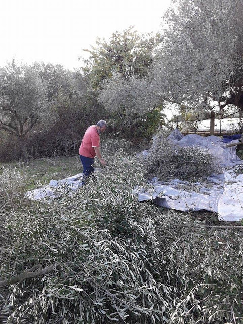 Από το μάζεμα της ελιάς στα ΠΑΛΙΑΜΠΕΛΑ έως το ελαιοτριβείο του ΤΣΑΚΑΛΗ στο ΜΟΝΑΣΤΗΡΑΚΙ (ΦΩΤΟ: Στέλλα Λιάπη) - Φωτογραφία 46