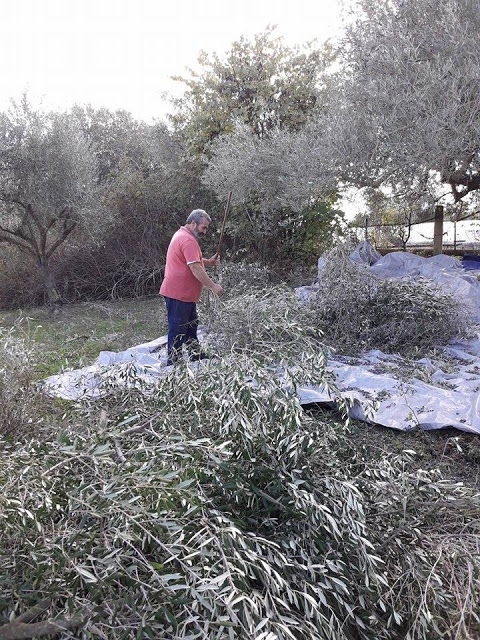 Από το μάζεμα της ελιάς στα ΠΑΛΙΑΜΠΕΛΑ έως το ελαιοτριβείο του ΤΣΑΚΑΛΗ στο ΜΟΝΑΣΤΗΡΑΚΙ (ΦΩΤΟ: Στέλλα Λιάπη) - Φωτογραφία 50