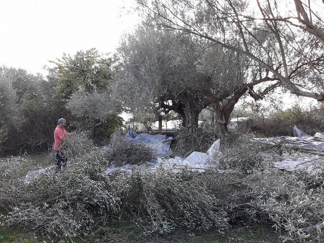 Από το μάζεμα της ελιάς στα ΠΑΛΙΑΜΠΕΛΑ έως το ελαιοτριβείο του ΤΣΑΚΑΛΗ στο ΜΟΝΑΣΤΗΡΑΚΙ (ΦΩΤΟ: Στέλλα Λιάπη) - Φωτογραφία 55