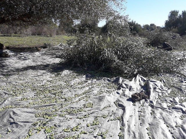 Από το μάζεμα της ελιάς στα ΠΑΛΙΑΜΠΕΛΑ έως το ελαιοτριβείο του ΤΣΑΚΑΛΗ στο ΜΟΝΑΣΤΗΡΑΚΙ (ΦΩΤΟ: Στέλλα Λιάπη) - Φωτογραφία 60