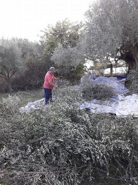 Από το μάζεμα της ελιάς στα ΠΑΛΙΑΜΠΕΛΑ έως το ελαιοτριβείο του ΤΣΑΚΑΛΗ στο ΜΟΝΑΣΤΗΡΑΚΙ (ΦΩΤΟ: Στέλλα Λιάπη) - Φωτογραφία 62