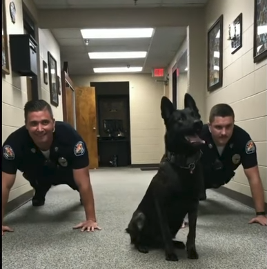 Σκύλος της αστυνομίας που κάνει push ups μαζί με τους συναδέλφους του - ΒΙΝΤΕΟ - Φωτογραφία 1