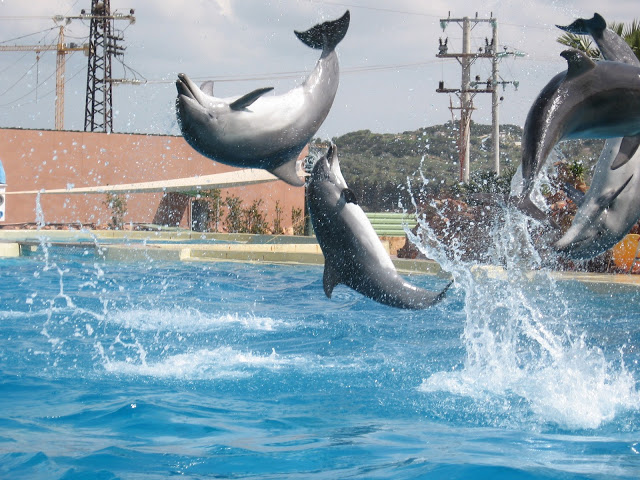 Στον εισαγγελέα για τα δελφίνια το Αττικό Ζωολογικό Πάρκο - Φωτογραφία 1