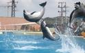 Στον εισαγγελέα για τα δελφίνια το Αττικό Ζωολογικό Πάρκο