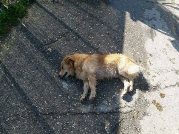 Φρίκη: Νεκροί 66 σκύλοι από φόλες σε περιοχή της ΠΡΕΒΕΖΑΣ -Αναζητείται επ’αμοιβή ο δράστης - Φωτογραφία 1