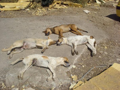 Φρίκη: Νεκροί 66 σκύλοι από φόλες σε περιοχή της ΠΡΕΒΕΖΑΣ -Αναζητείται επ’αμοιβή ο δράστης - Φωτογραφία 2