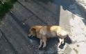 Φρίκη: Νεκροί 66 σκύλοι από φόλες σε περιοχή της ΠΡΕΒΕΖΑΣ -Αναζητείται επ’αμοιβή ο δράστης